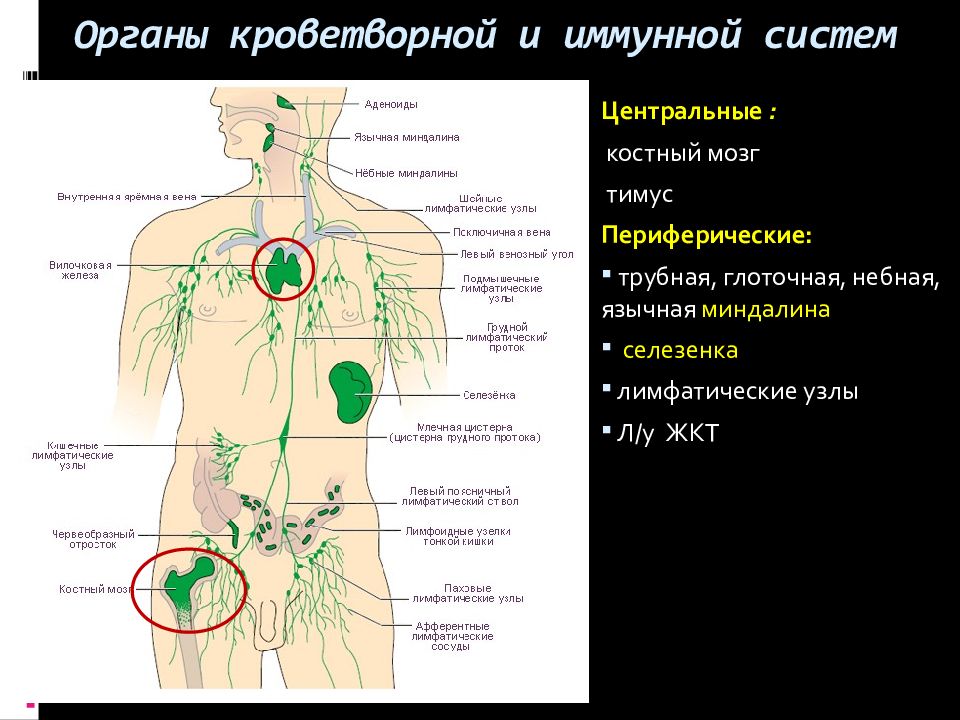 Болезненные лимфатические узлы. Центральные и периферические органы лимфатической системы. Селезенка Центральный орган иммунной системы. Лимфатическая система иммунная система. Селезенка периферический орган иммунной системы.