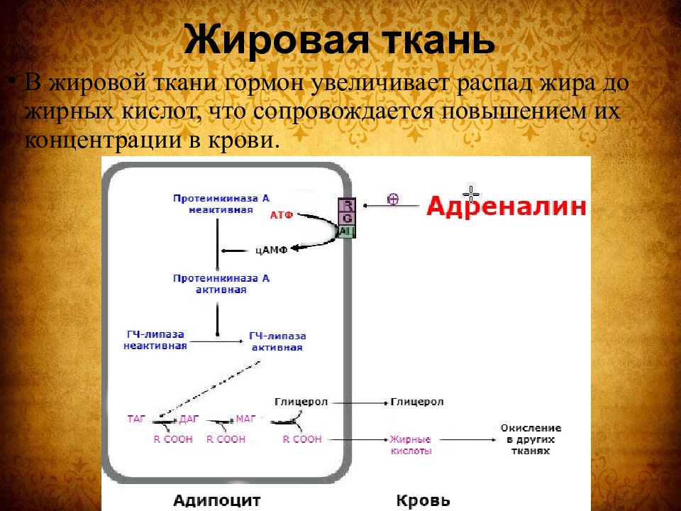 Адреналин презентация по биохимии