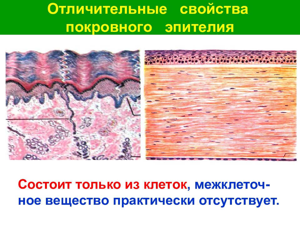 Эпителиальные ткани состоят из клеток. Покровный и железистый эпителий. Строение эпителиальной ткани. Покровная эпителиальная ткань. Источники развития эпителиальных тканей.