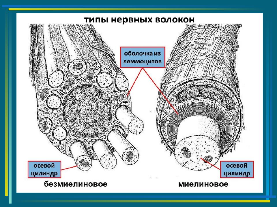 Безмиелиновые нервные волокна рисунок