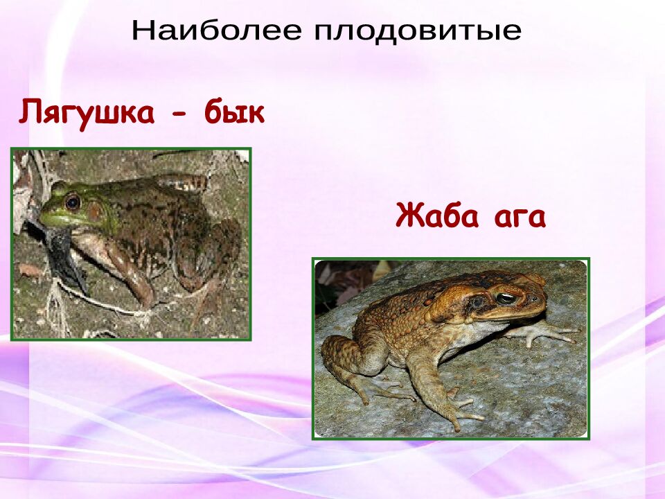 Классная работа Тема: МНОГООБРАЗИЕ И ЗНАЧЕНИЕ ЗЕМНОВОДНЫХ «Лягушкам только