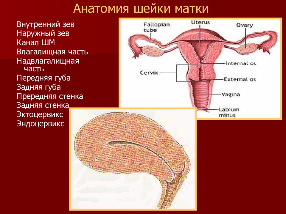 Анатомия матки презентация