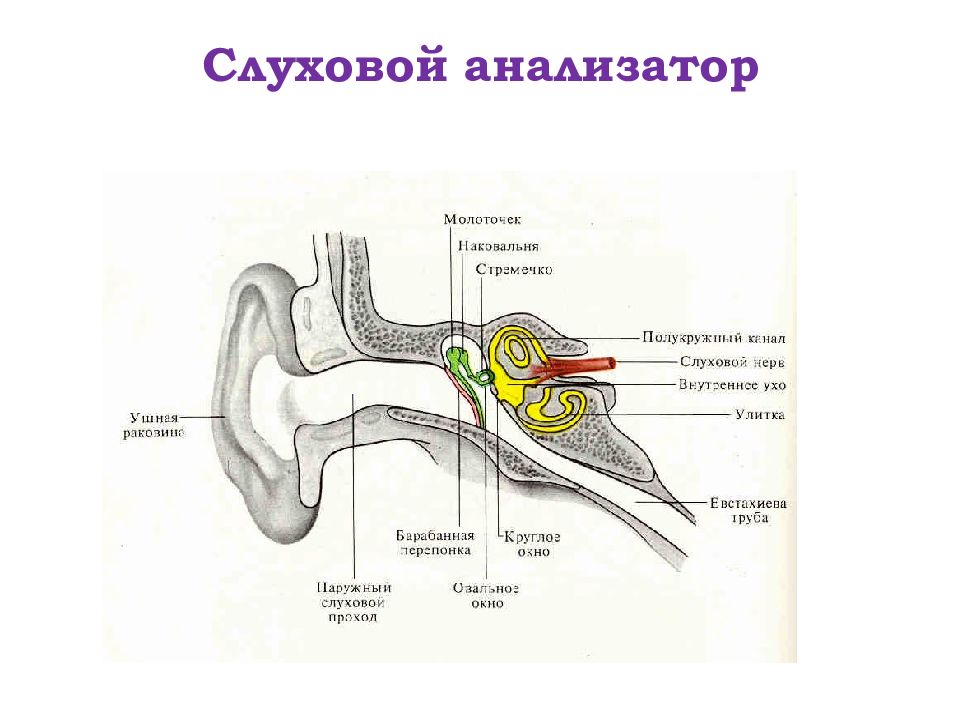 Физиология анализаторов физиология презентация