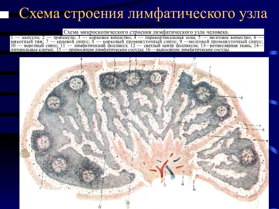 Лимфоузел фото в разрезе