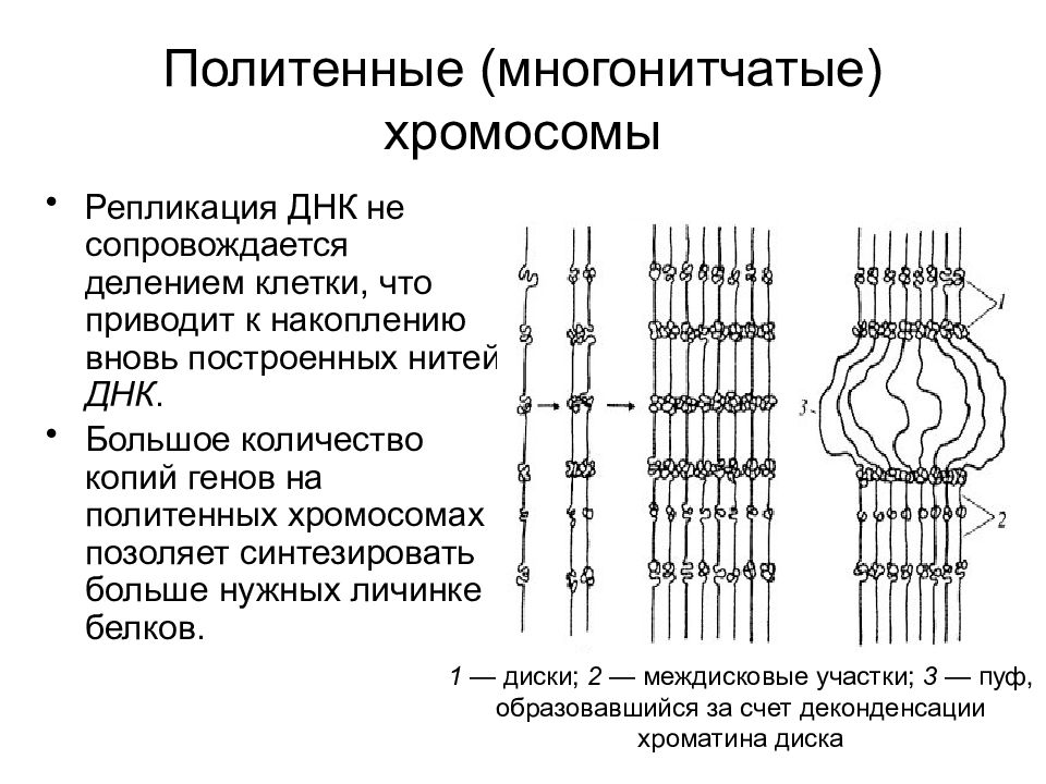 Количество хромосом в днк. Схема строения политенной хромосомы. Политенные хромосомы схема. Политенные хромосомы строение. Политенные хромосомы дрозофилы эухроматин.