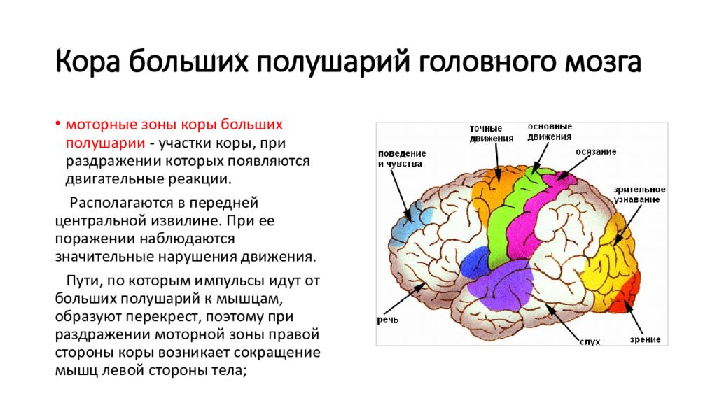 Функции отделов и долей головного мозга. Локализация функций в коре полушарий мозга. Корковые центры коры головного мозга. Формирование ощущения в коре головного мозга..