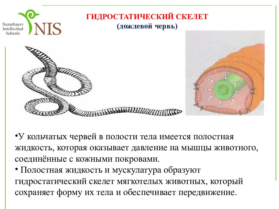 Какая из перечисленных систем органов отсутствует у представленного на рисунке животного червь