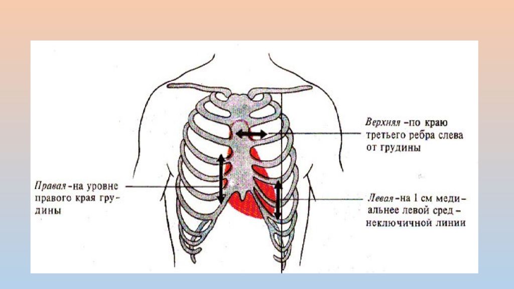 См до верхнего края. Скелетотопия сердца пропедевтика. Левый край грудины. Правый край грудины. Границы сердца в грудной клетке.