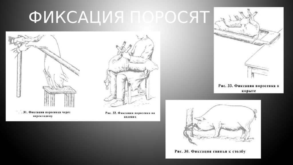 Процесс фиксации. Методы фиксации животных презентация. Презентация фиксация и повал животных. Порядок фиксации. Фиксация в психологии.