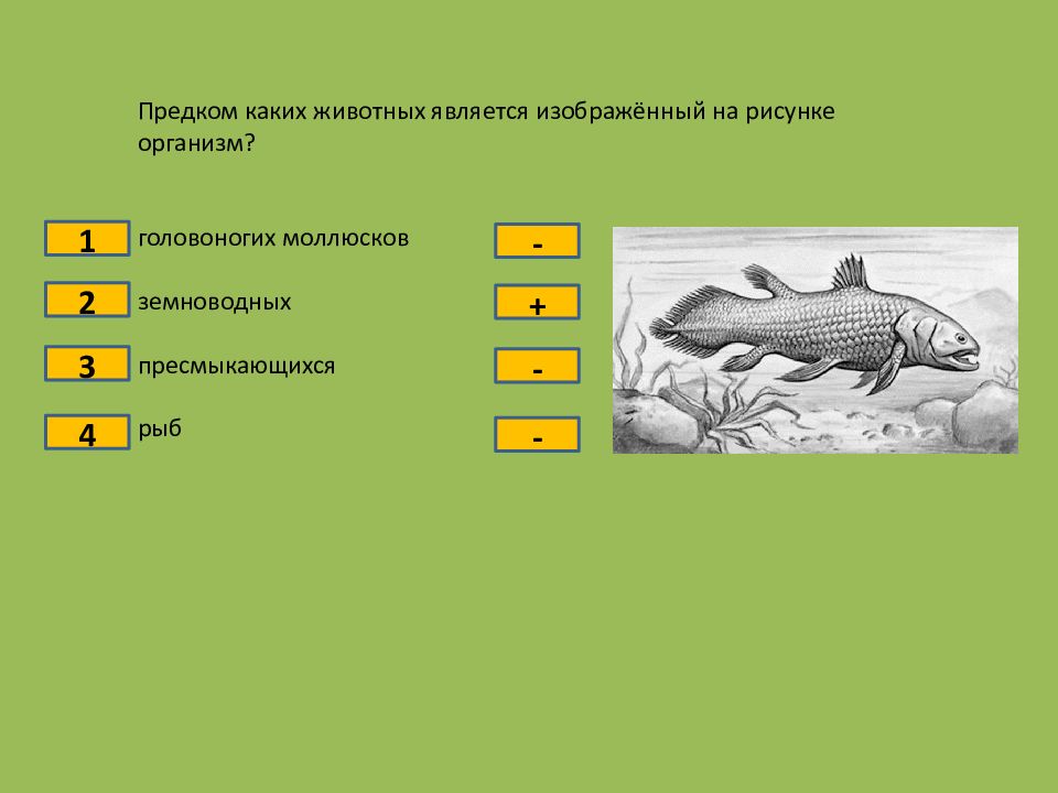 Предком какого. Предком каких животных является изображенный на рисунке организм. Какое животное считается предком рептилий. Предок изображенный на рисунке. Какое животное является предком человека.