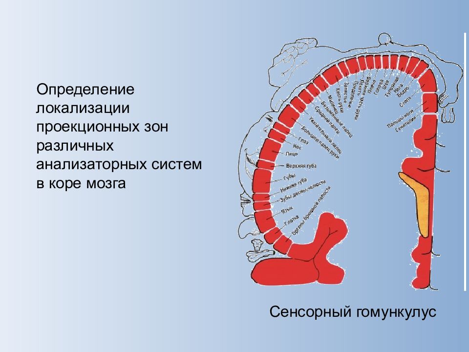 Методы исследования цнс презентация