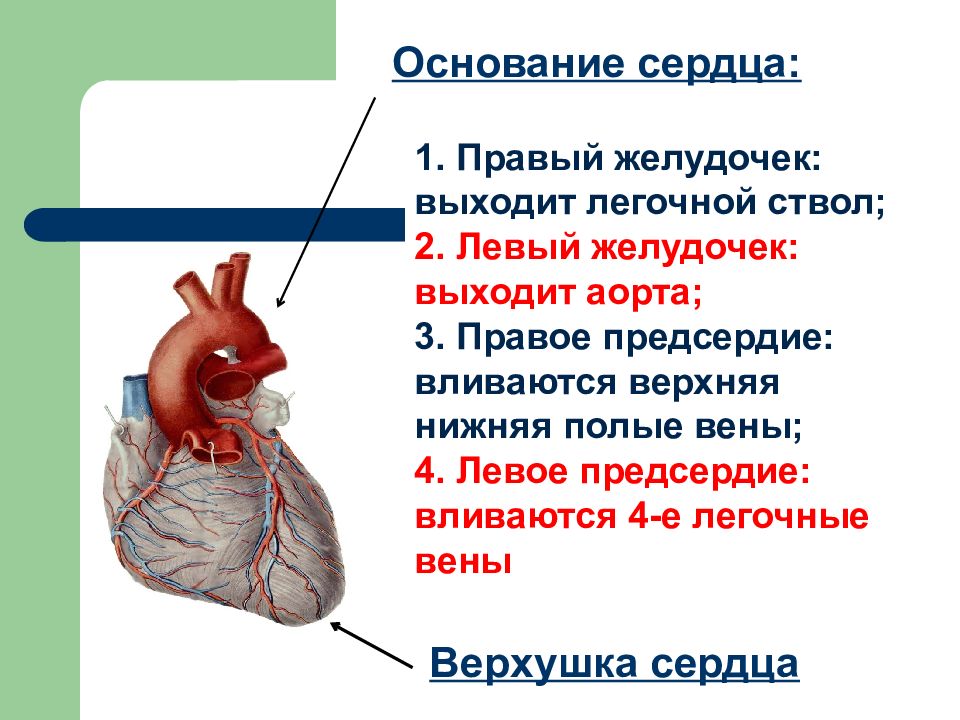 Нижний левый желудочек. Верхушка сердца. Основание сердца. Верхушка и основание сердца. Правый желудочек.