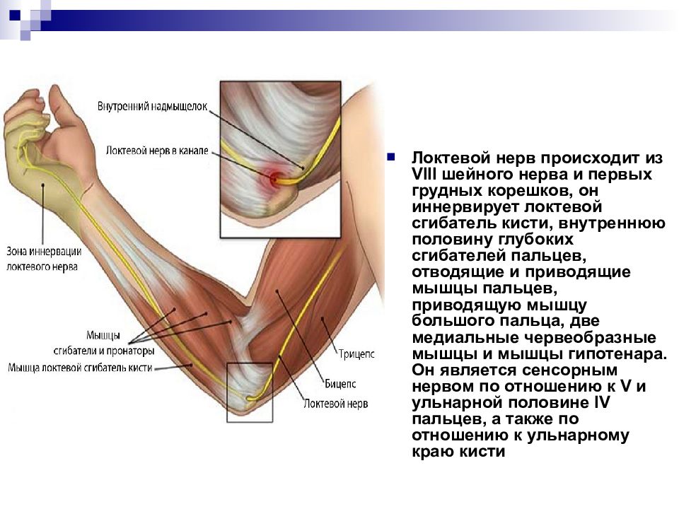 Локтевой нерв анатомия картинки