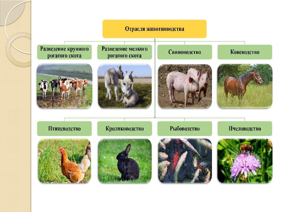 Профессия зоотехник презентация