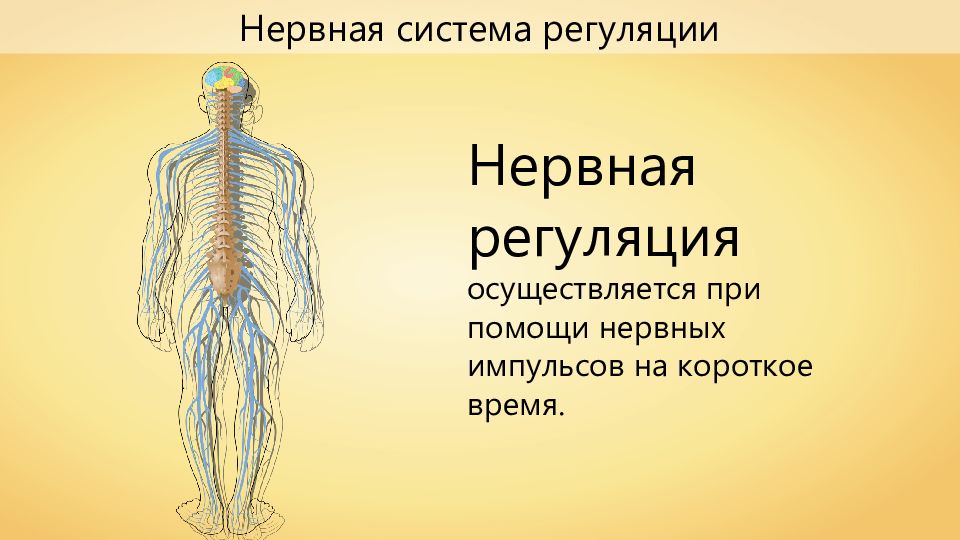 Нервная система презентация. Нервная система. Нервная система человека. Нервная регуляция. Нервная Регуляторная система.