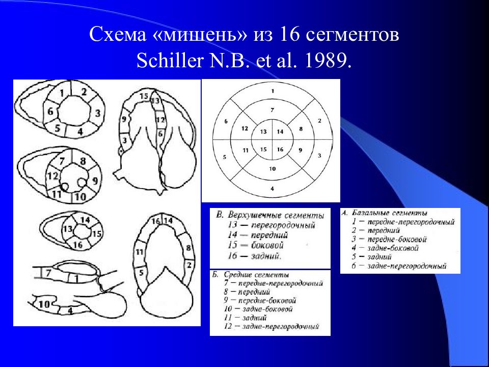 Сегменты миокарда левого желудочка схема