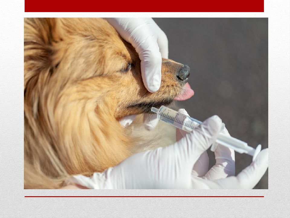 Дегельминтизация после прививки. Введение лекарств животным. Дегельминтизация собак. Пероральная вакцинация животных. Пероральное Введение у собак.