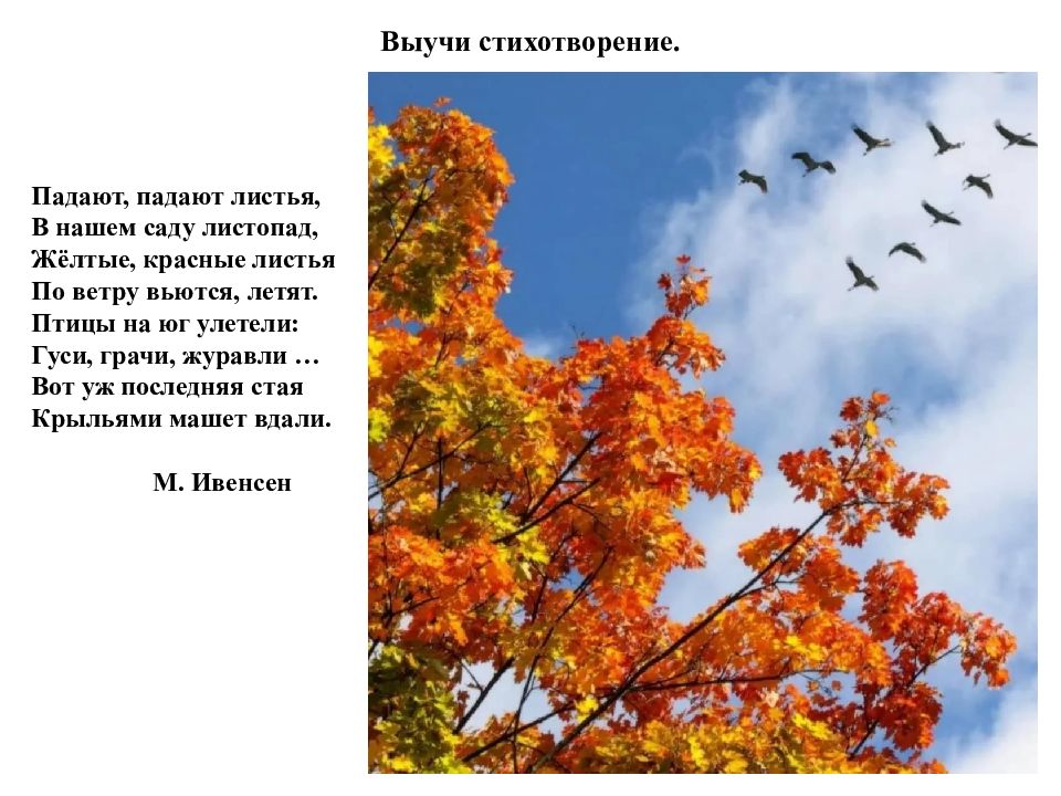 Улетают листья улетают птицы. Падают падают листья в нашем саду листопад. Стихотворение про осень улетели птицы. Стих падают падают листья в нашем саду листопад. Желтые красные листья по ветру вьются летят.