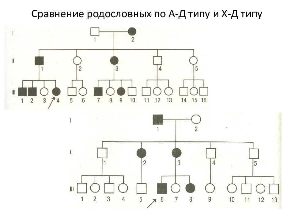 Типы родословных