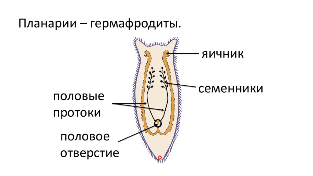 Белая планария это активный хищник