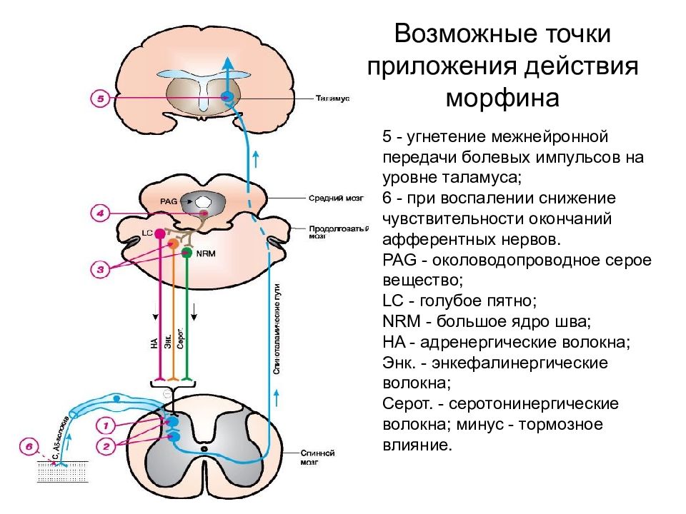 Приложении действия. Точки приложения действия морфина. Механизм анальгетического действия морфина. Механизм действия морфина схема. Схема проведения болевого возбуждения.