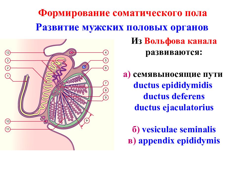 Схема семявыносящих путей