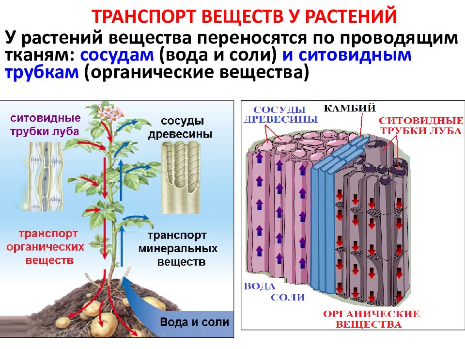 Как называется процесс жизнедеятельности растений 6 класс. Транспорт растений. Транспорт веществ у растений. Транспорт веществ по растению. Вертикальный транспорт веществ в растении.