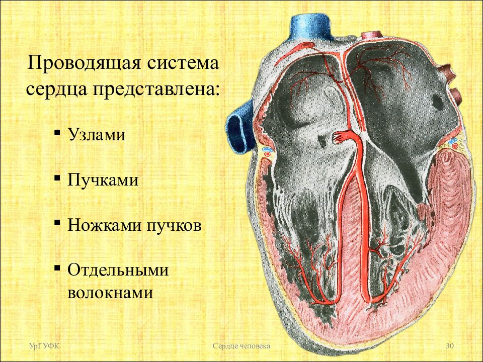 Система сердца человека. Проводящая система сердца представлена. Проводящая система сердца представлена узлами. К проводящей системе сердца не относится.