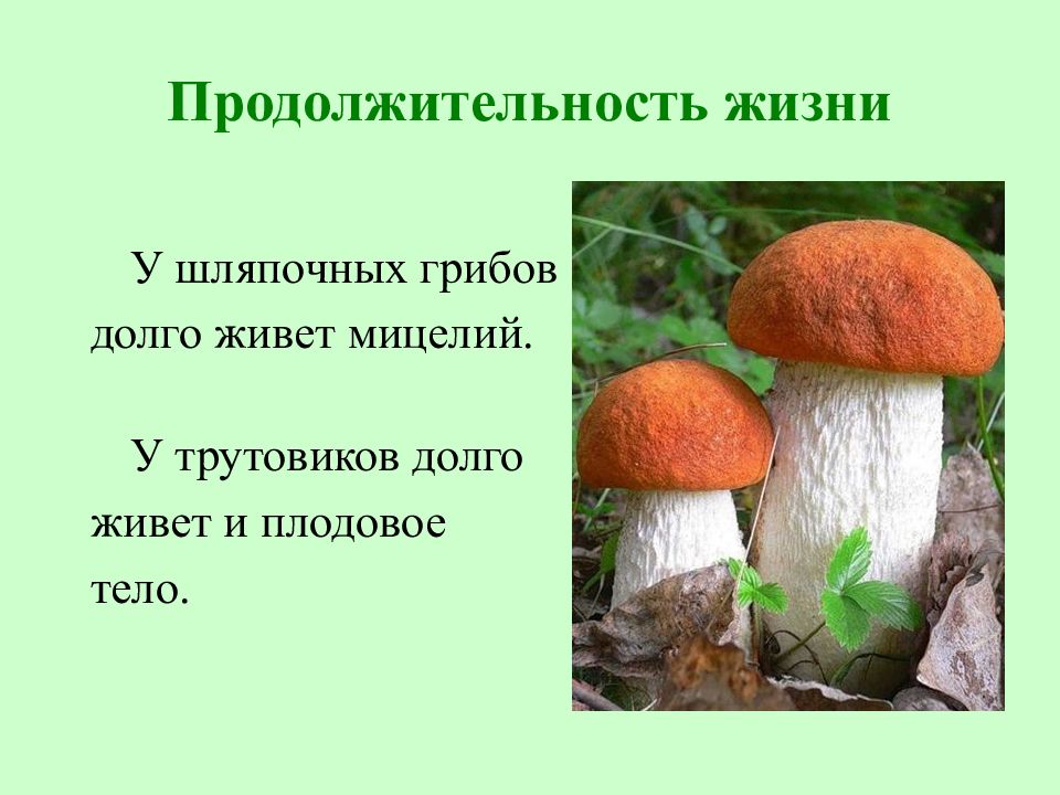 Грибы общая характеристика. Характеристика грибов. Жизнедеятельность гриба. Образ жизни грибов.