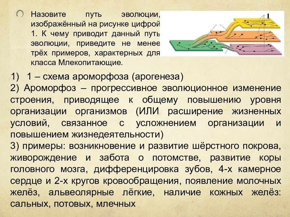 Развитие приведет. Эволюционный путь развития. Пути эволюции презентация. Вывод о путях эволюции. Эволюционный путь развития утюга.