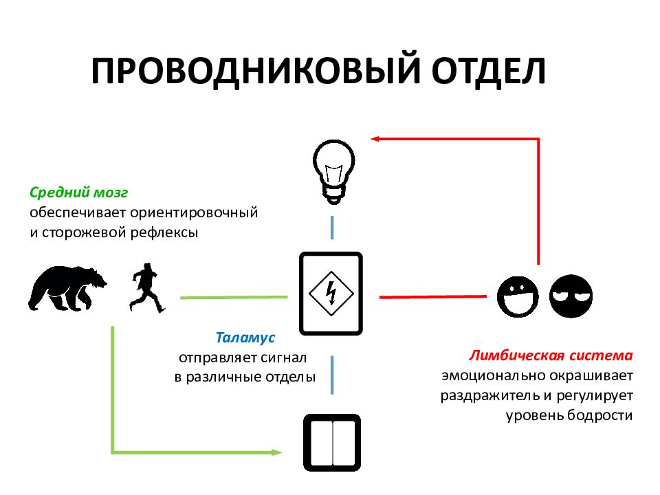 Физиология высшей нервной деятельности и сенсорных систем. Физиология высшей нервной деятельности и сенсорных систем