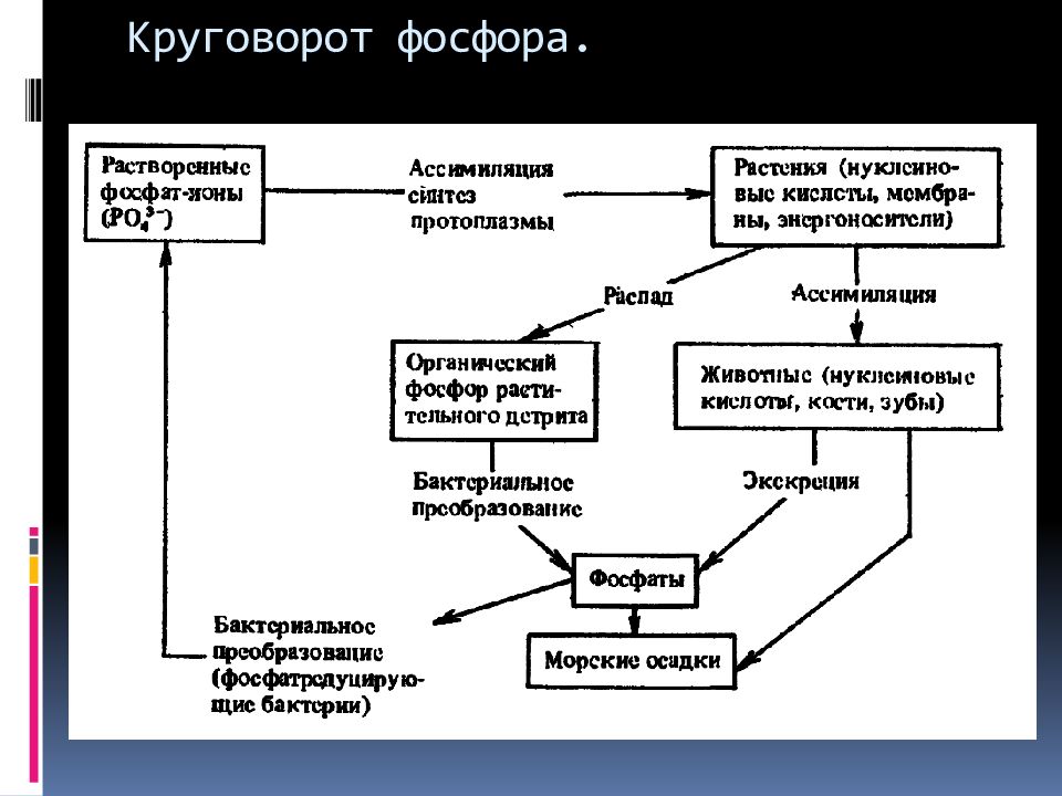 Поступление фосфора из окружающей среды в организм