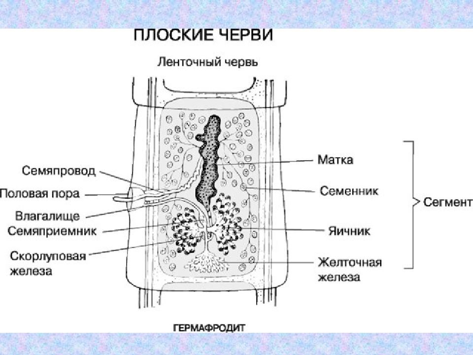 Строение бычьего цепня рисунок с подписями