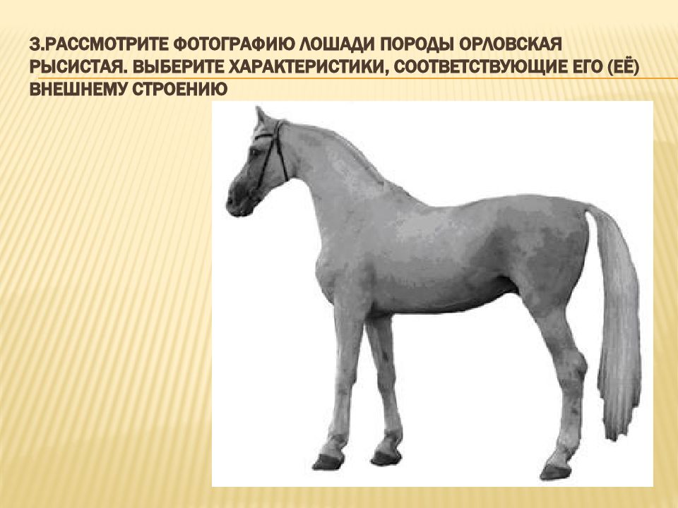 Как подобрать лошадь. Рассмотрите фотографию лошади. Выберите характеристики соответствующие внешнему строению лошади. Характеристика лошади по внешнему строению. Внешнее строение лошади.