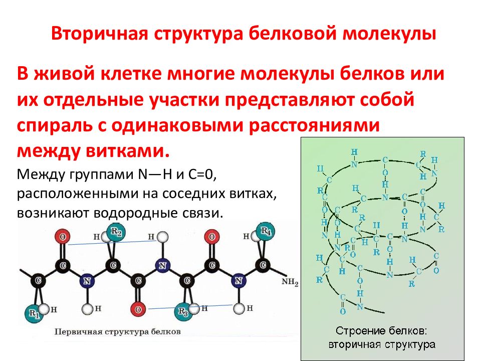 Укажите на рисунке изображение вторичной структуры молекулы белка