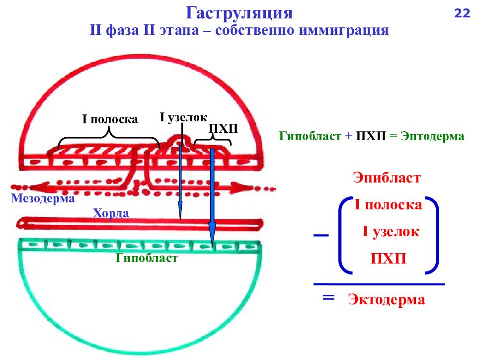 Вторая фаза. 2 Фаза гаструляции гистология. Этапы гаструляции гистология. Вторая стадия гаструляции иммиграция. Иммиграция гаструляция.