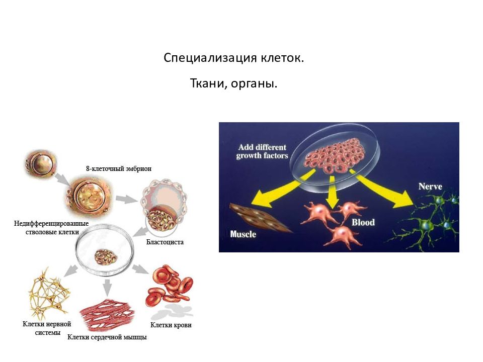 Клетки специализированы. Специализированные клетки. Специализация клеток. Специализация и интеграция клеток многоклеточного организма. Специализация клеток в многоклеточном организме.