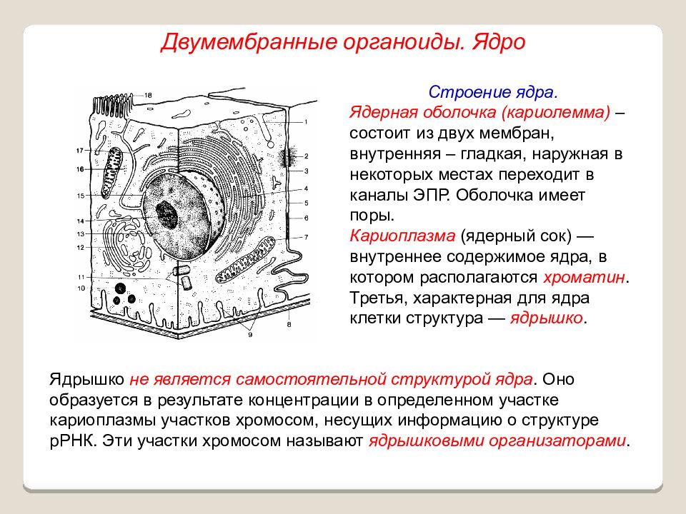 Признаки ядра. Ядро двумембранный органоид строение. Строение органелл ядра. Ядро клетки двумембранный органоид. Строение органоида ядро.