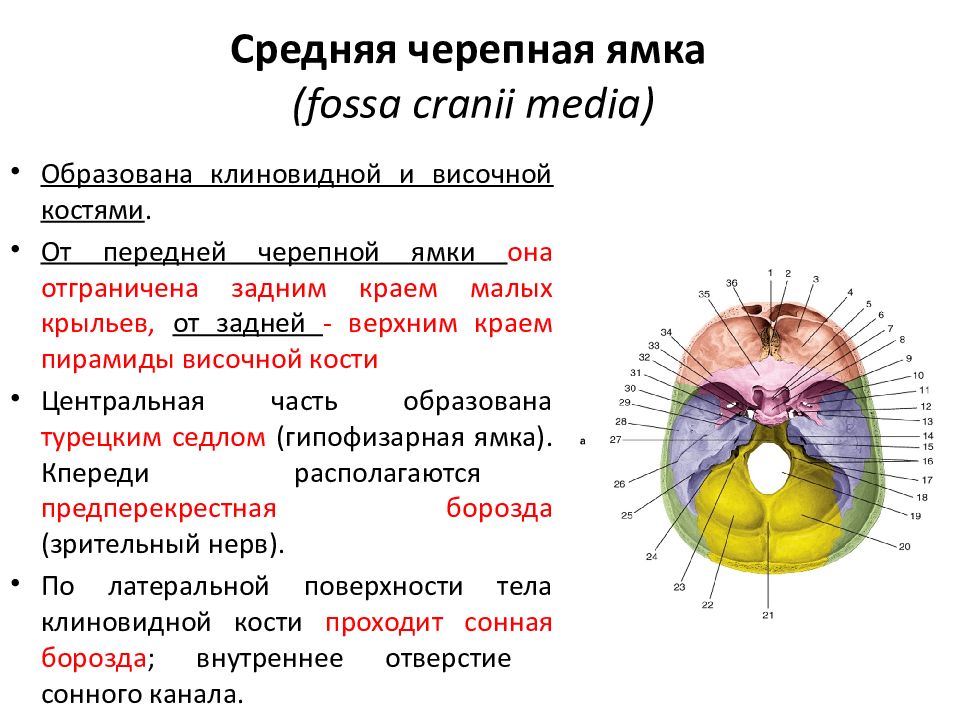 Внутреннее основание черепа черепные ямки их стенки и сообщения содержимое сообщений