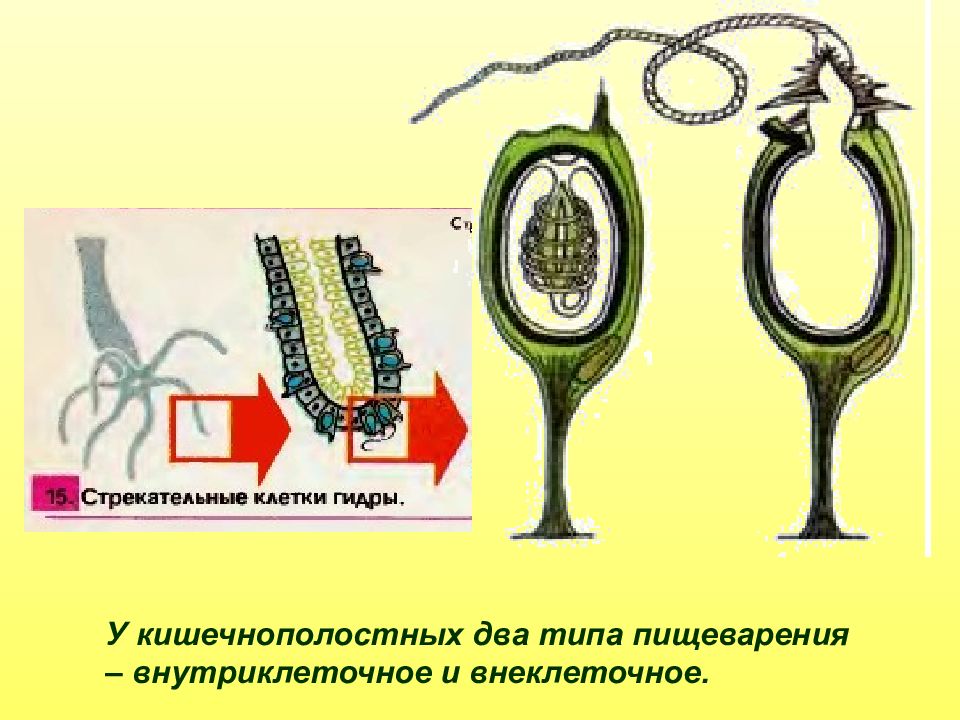 Клетки стрекательные гидры рисунок