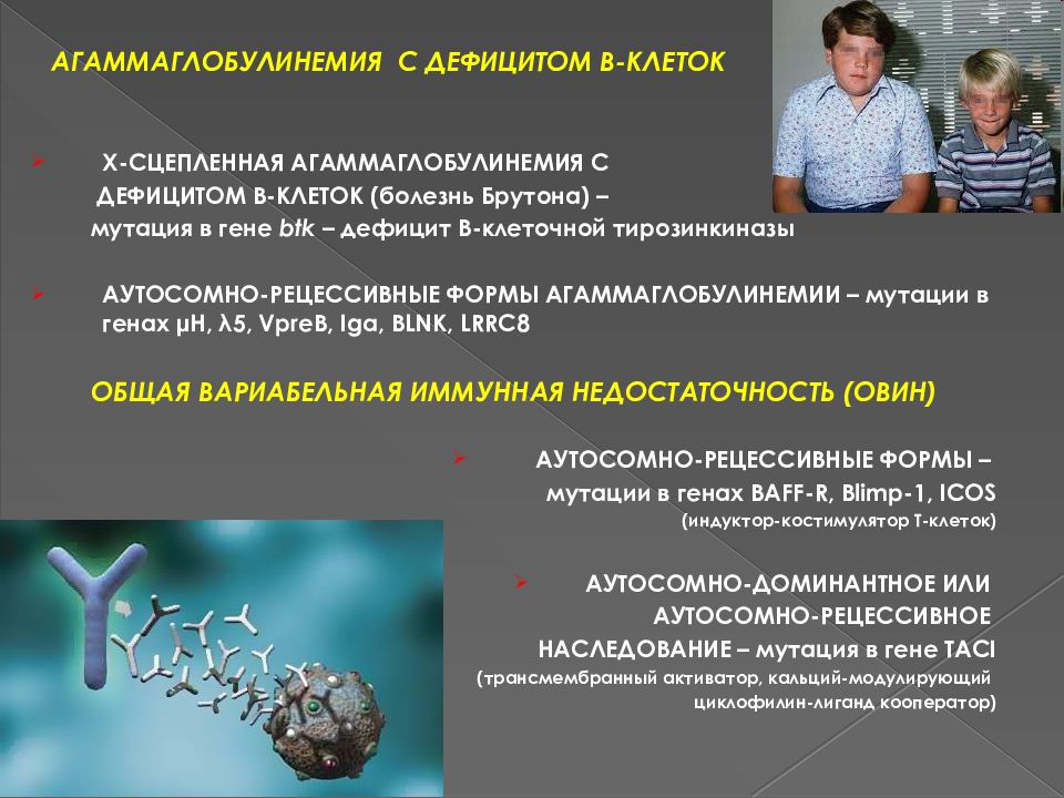 Брутона болезнь иммунодефицита. Гипогаммаглобулинемия Брутона. Болезнь Брутона патогенез. Х-сцепленная агаммаглобулинемия Брутона. Х-сцепленная агаммаглобулинемия (болезнь Брутона).