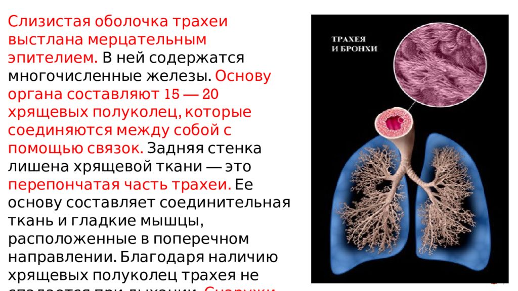 Мелкий бронх эпителий. Слизистая оболочка мелких бронхов выстлана. Бронхи выстланы эпителием. Слизистую оболочку бронхов выстилает. Слизистая оболочка трахеи и бронхов выстлана эпителием.