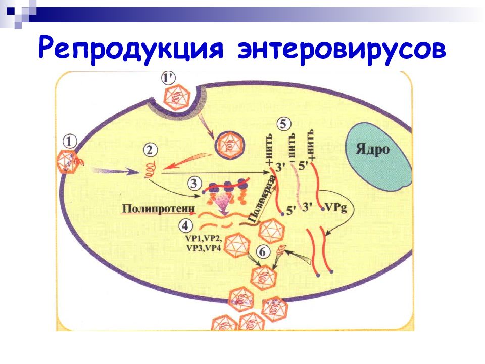 Схема репродукции вируса. Пикорнавирусы репродукция. Схема репродукции вируса гриппа микробиология. Репликация вируса полиомиелита. Схема строения энтеровируса.
