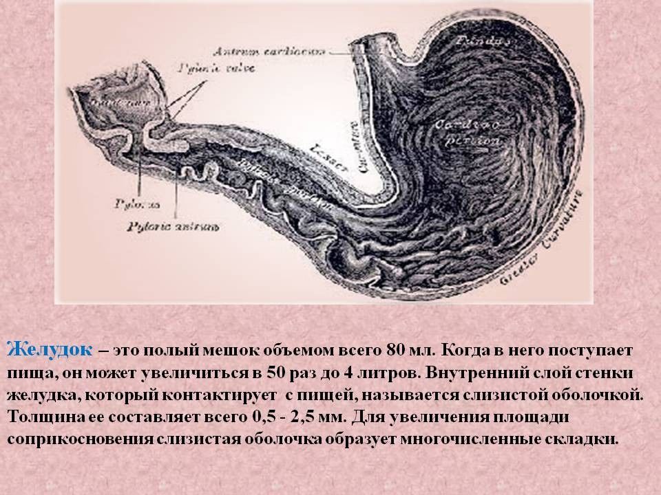 Полый это. Толщина стенки желудка. Толщина стенки желудка в норме. Многочисленные складки желудка.