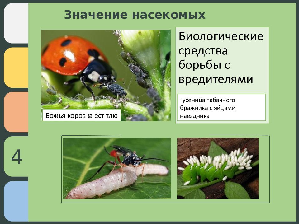 Биологические методы борьбы с вредителями комнатных растений презентация
