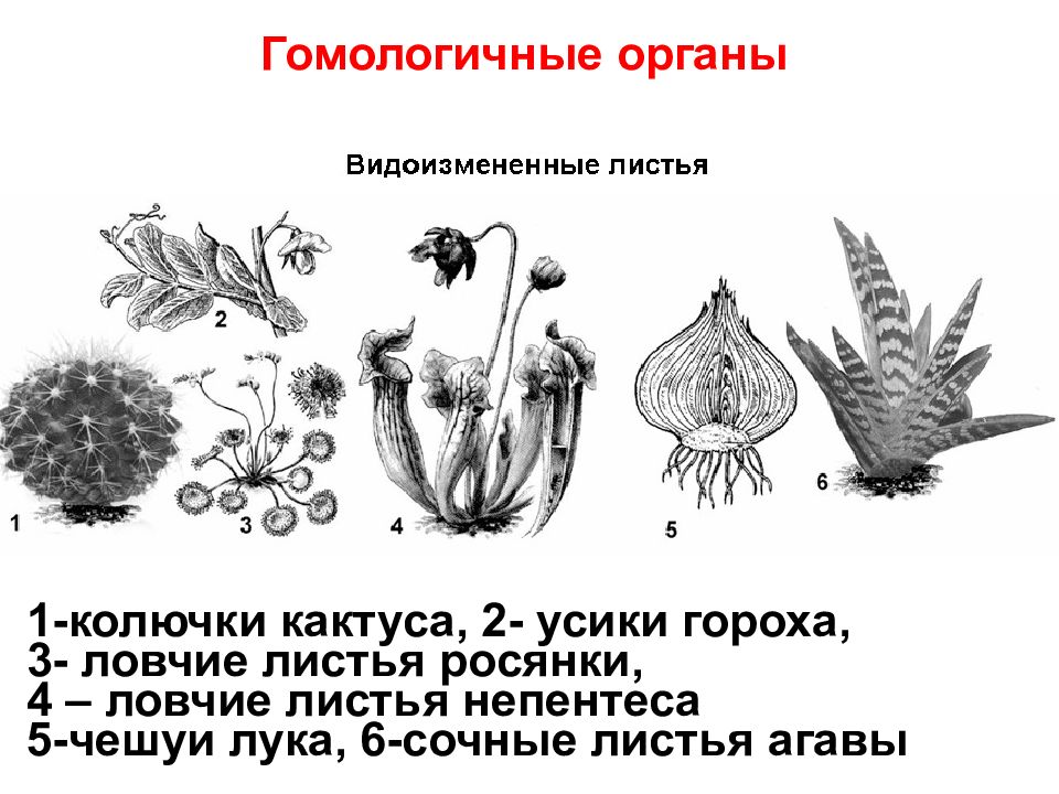 Рассмотрите рисунки растений боярышника и винограда найдите гомологичные органы