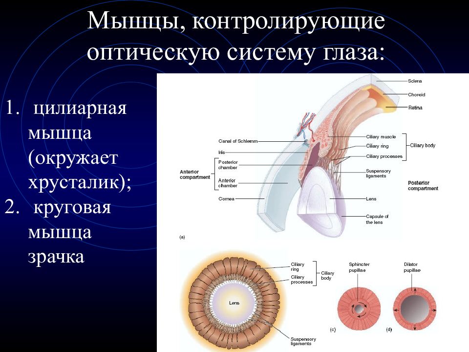 Мышцы зрачка. Мышца суживающая зрачок. Мышцы зрачка глаза. Круговая мышца зрачка.