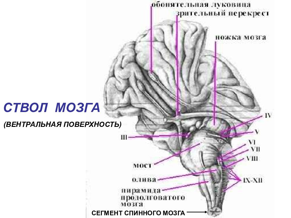 У животного наблюдается гиперфагия раздражение какого отдела мозга дает такую картину