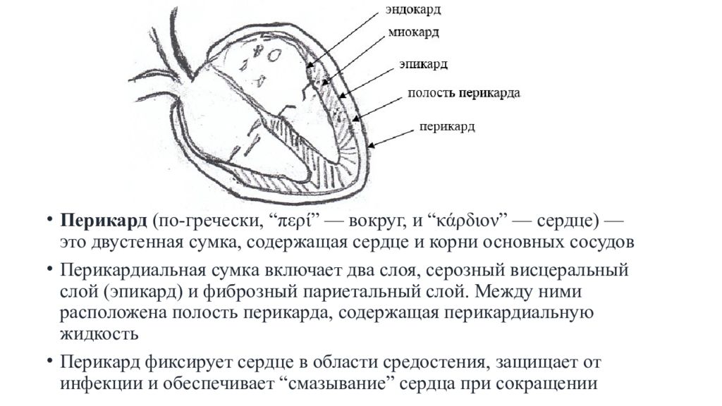 Полость перикарда. Выпот в полости перикарда. Выпот в перикардиальной полости это. Полость перикарда сердца.