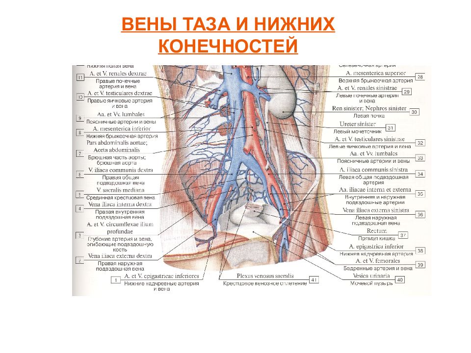 Вены таза. Наружная подвздошная Вена. Наружная подвздошная Вена анатомия. Венозная система таза схема. Подвздошные вены анатомия.